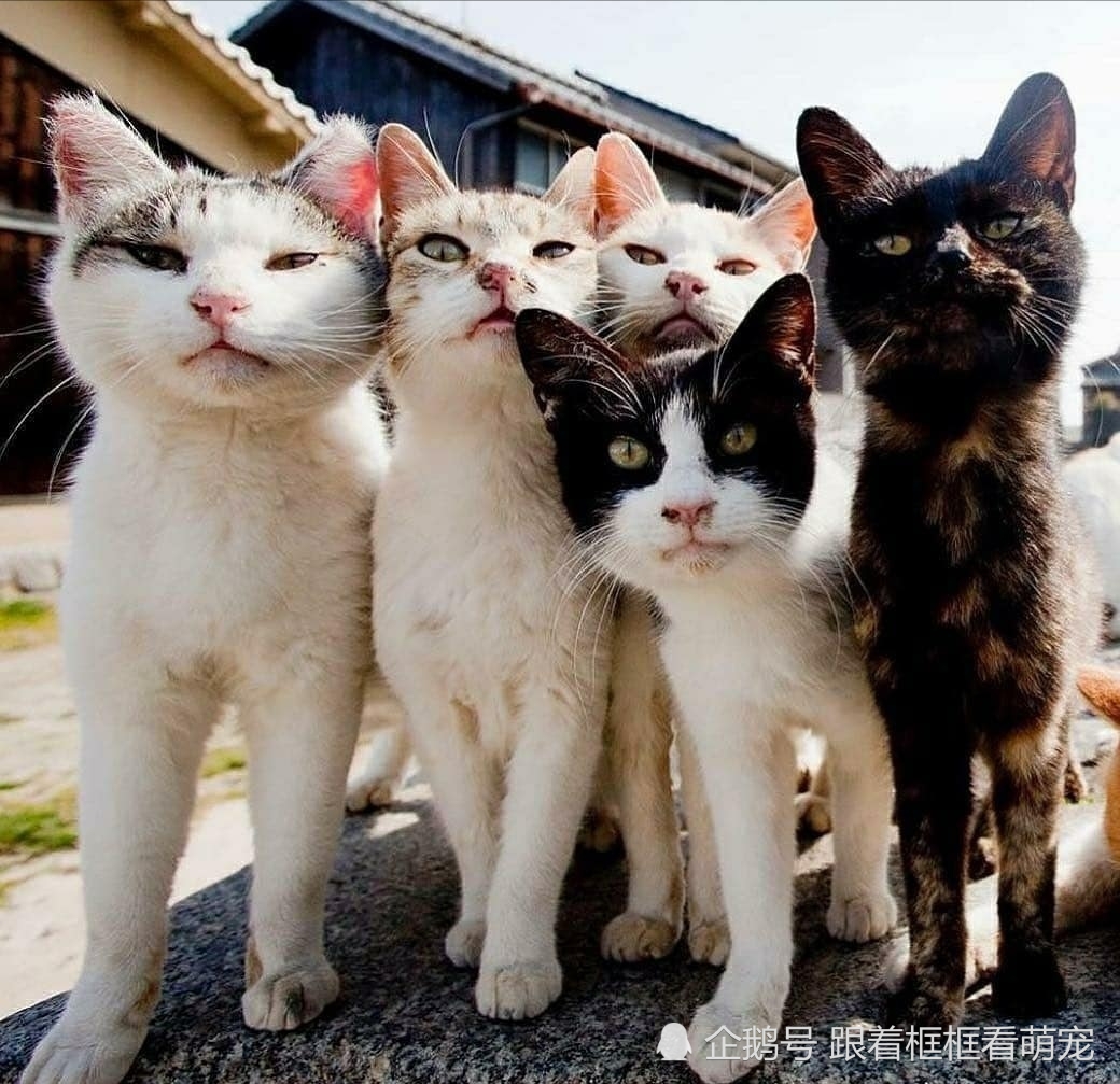 萌宠,猫咪,橘猫,喵星人,宠物