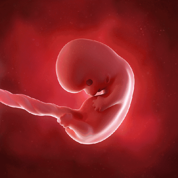 受精后,试管医院的实验室会利用设备对受精后的胚胎进行养囊观察发育