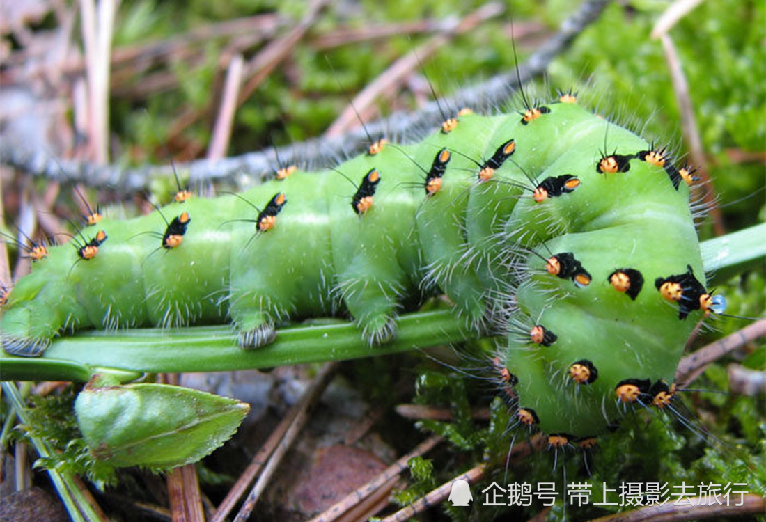 镜头下的虫生百态,这组毛毛虫照,居然还很有艺术