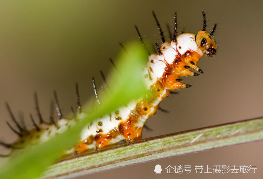 镜头下的虫生百态,这组毛毛虫照,居然还很有艺术