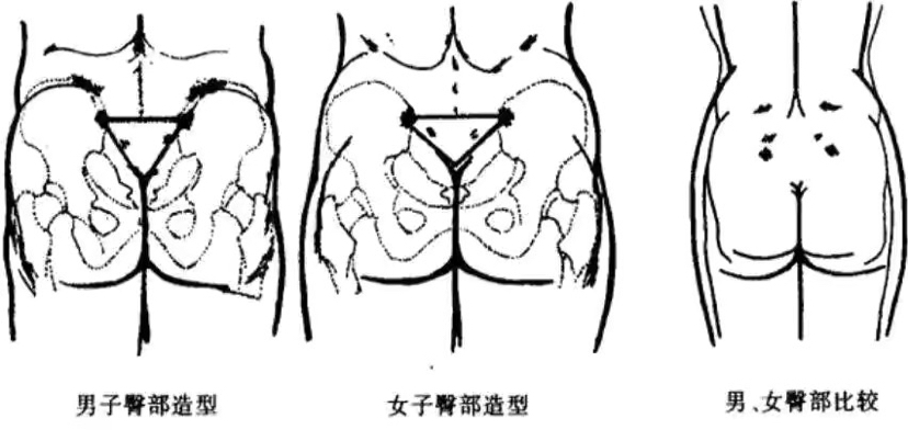 为什么自然界的动物排便后不需要擦拭,而人类却要用大量纸张?