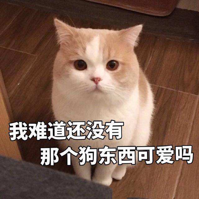 猫咪表情包:看完都想恋爱了!