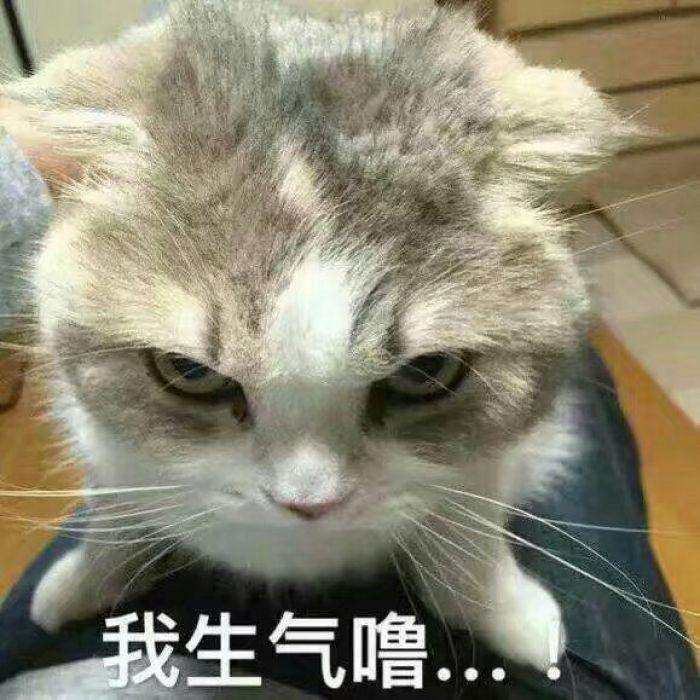 猫咪表情包:看完都想恋爱了!