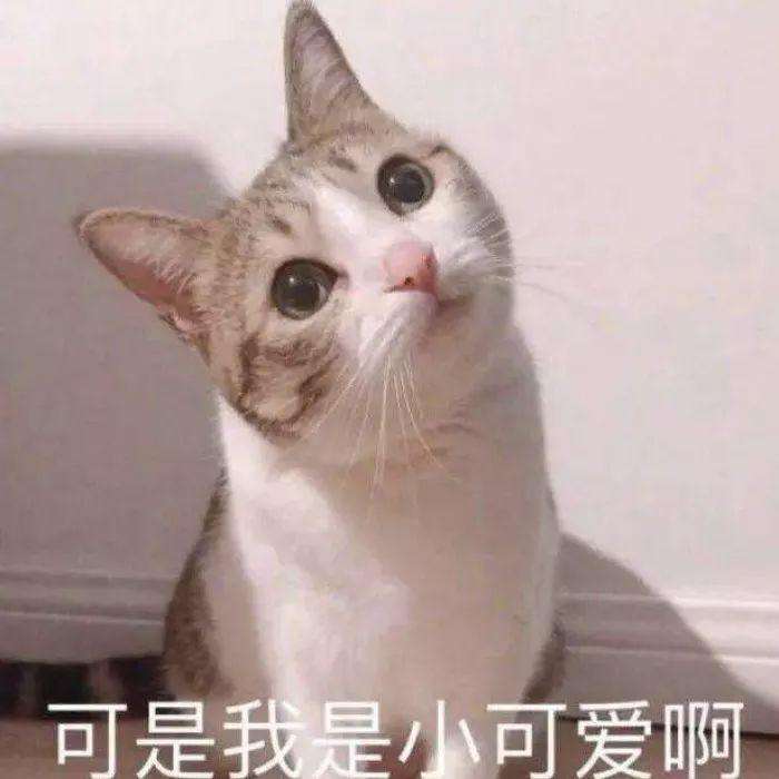 猫咪表情包:看完都想恋爱了!