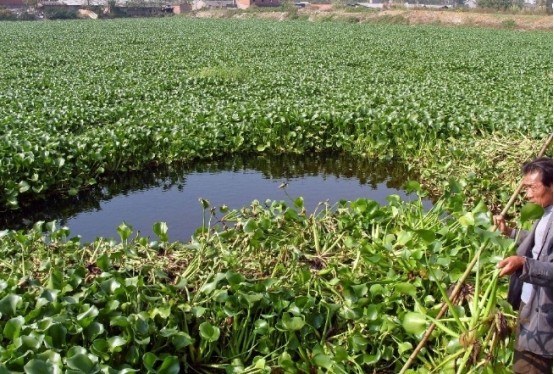 曾经入侵各种池塘的水葫芦,现在都去哪里了?这就是中国人的智慧