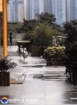 萌宠：发现一只不会缩水的实心猫咪！