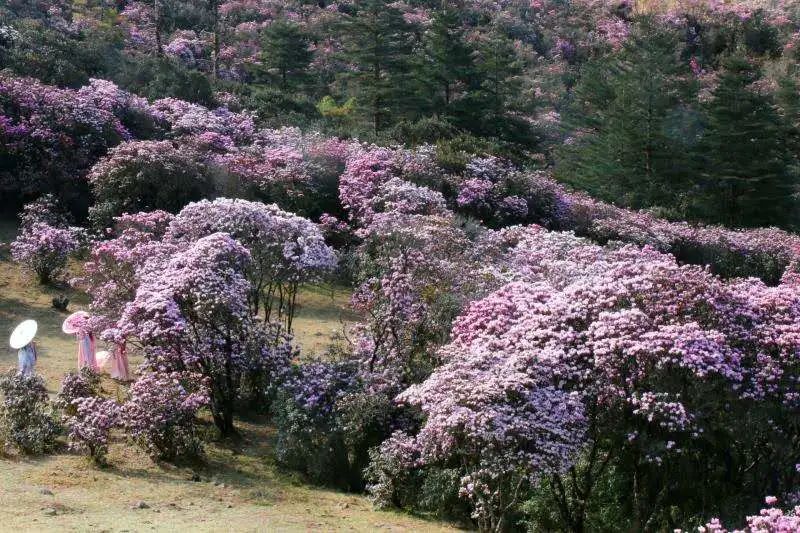 植物学家研究 四川最有可能是杜鹃花属植物的起源地