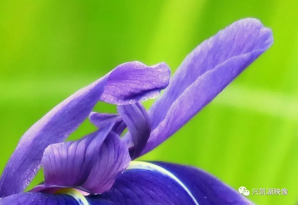 主要分布于西南,西北及东北地区,兴凯湖畔鸢尾花的花色以蓝色,紫色居