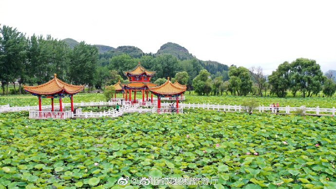 暗香浮动 贵州安龙 招堤"十里荷花"随风飘香