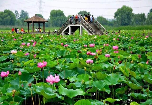 安徽又一景点走红,人称淮南"白洋淀",素有"中华荷园"之称