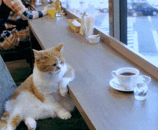 汤姆,瑜伽,橘猫,铲屎官,猫咪