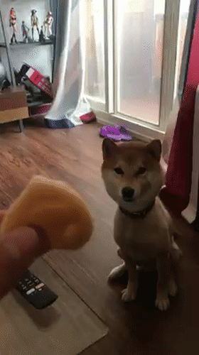 搞笑,萌,萌宠,汪星人