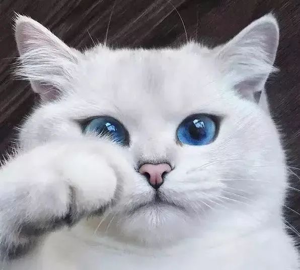 常见的猫咪眼部疾病有