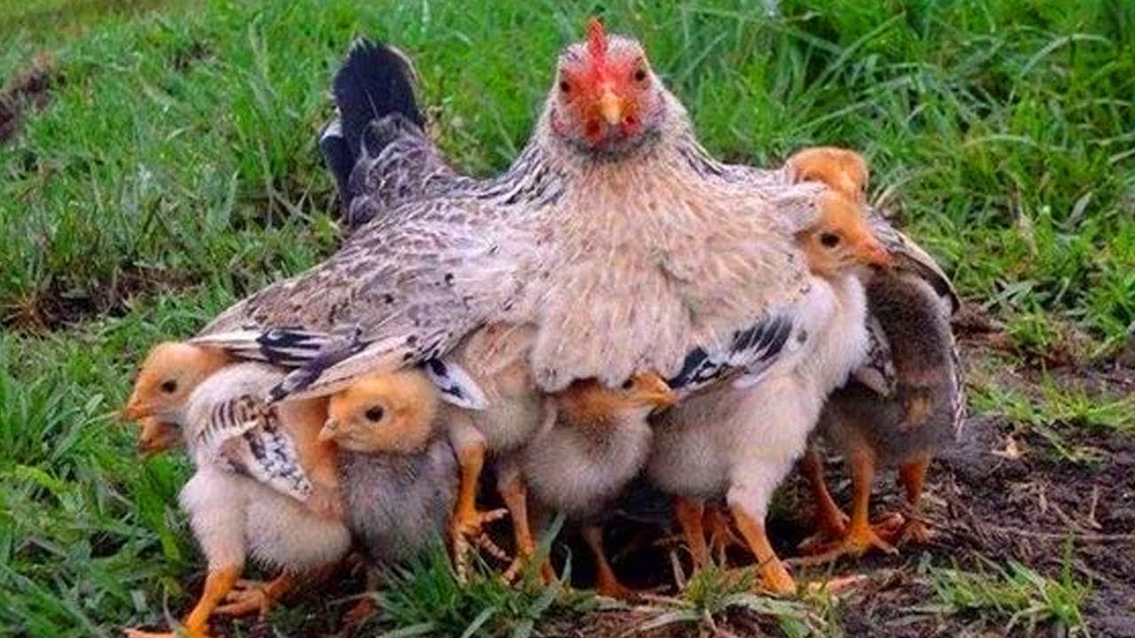 生殖方式,母鸡孵蛋,卵生,胎生,鸡蛋