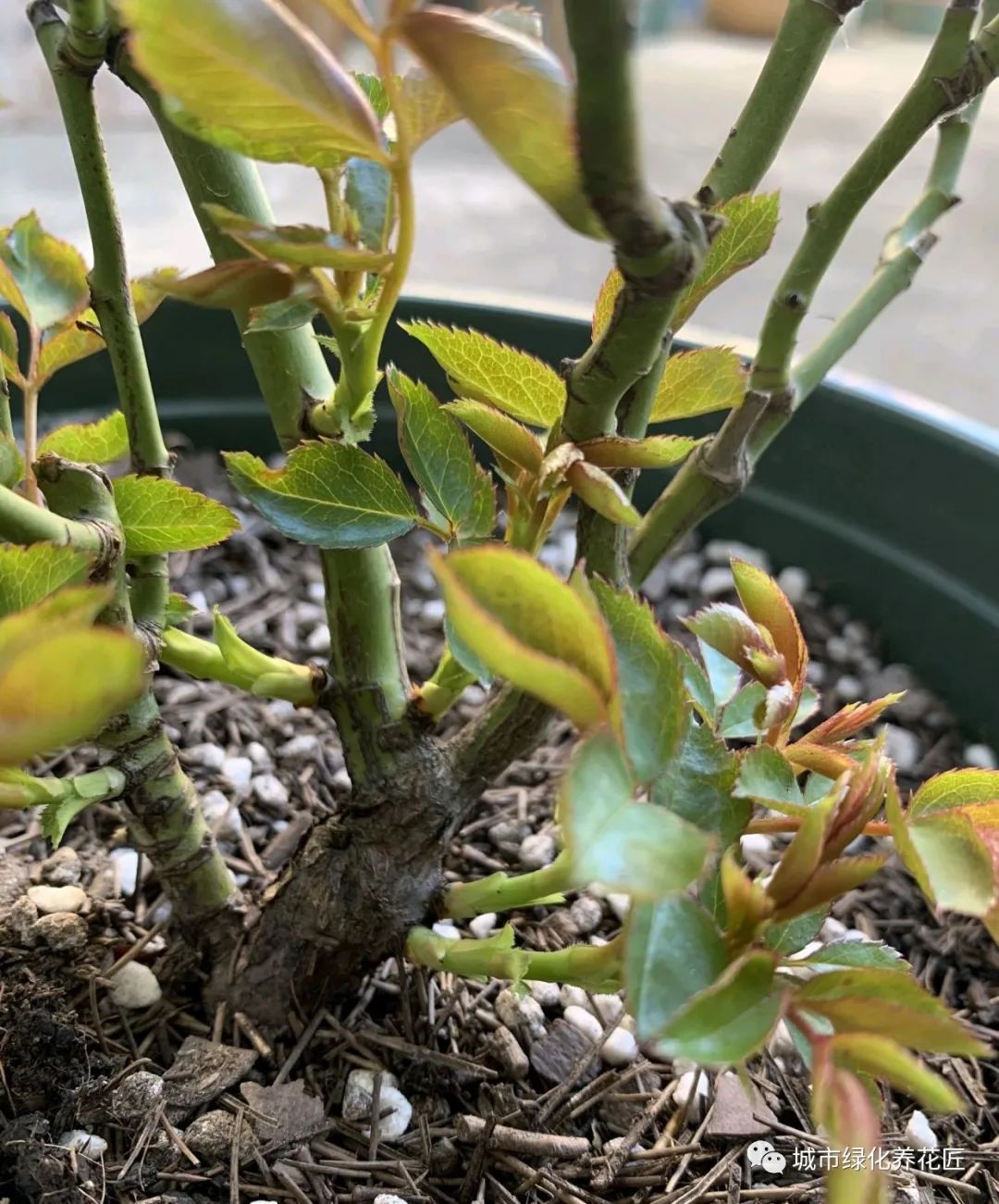 月季花枝条长出来的新芽越多越好?要学会抹芽,舍得才会花满枝