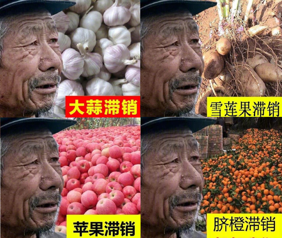 农产品滞销到底值不值得同情?收购商:被坑怕了,不值得