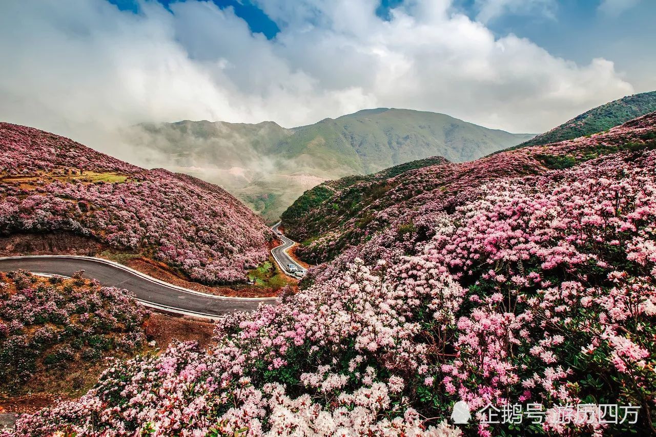 旅游#,#凉都六盘水#,#最美梅花山