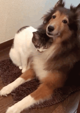 撸狗真快乐 两个白头发的也太可爱了吧 3.