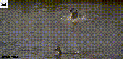 赵菁被老虎拖走后,母亲奋不顾身丈夫犹豫,并不是丈夫