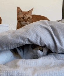 壁纸 动物 猫 猫咪 小猫 桌面 219_262 gif 动态图 动图