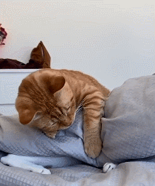 想睡觉的花猫被起床的橘猫搞得没法睡