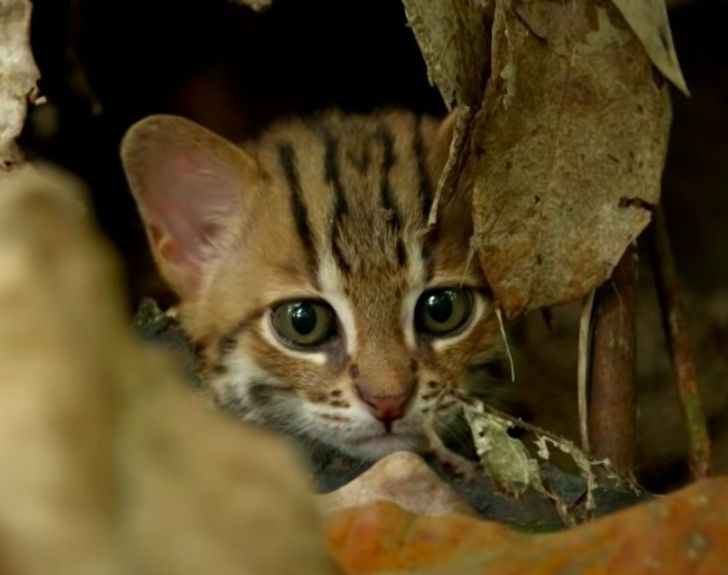 仅有一片树叶大的"小老虎",世界最小的猫科动物——锈斑豹猫