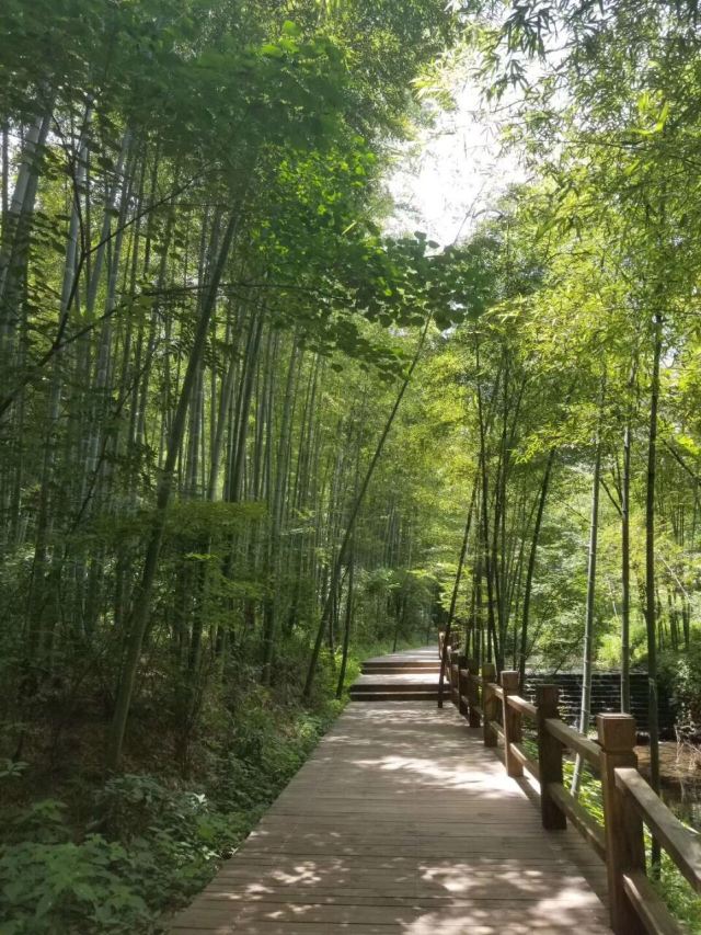 去常州南山竹海,天然大氧吧,江南的避暑胜地