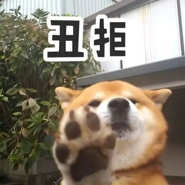 表情包,柴犬,沙雕,斗图,日本狗