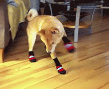 今天给大家 安排一波柴犬表情包 柴犬是体型中等并且又最古老的日本