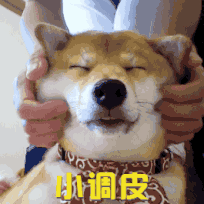 表情包,柴犬,沙雕,斗图,日本狗