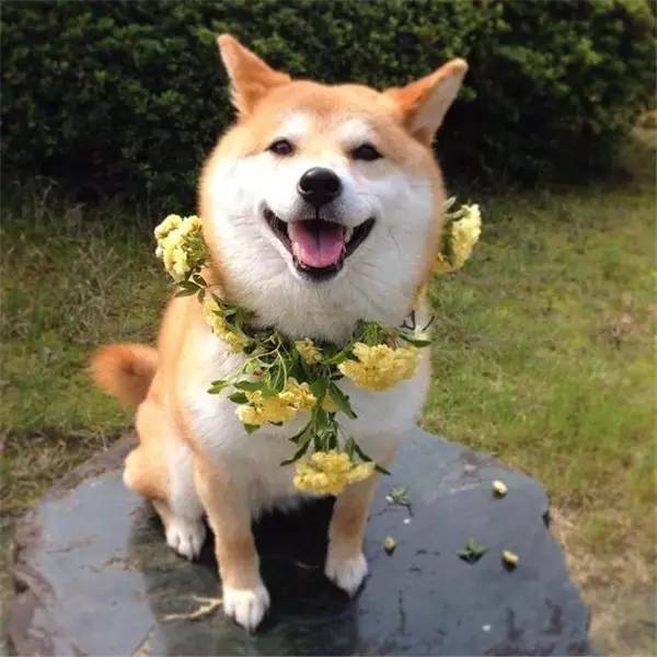 柴犬表情包来了