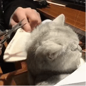 宠物:主人请独自变秃,勿扰!