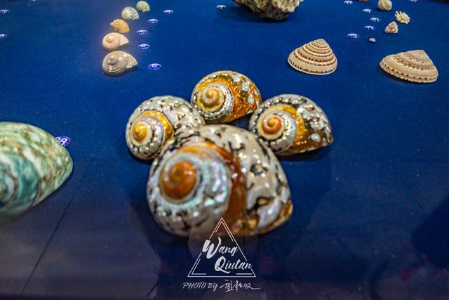 收藏了整个海洋美梦的贝壳博物馆,一个海螺为何价值600万