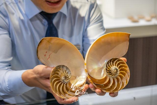 收藏了整个海洋美梦的贝壳博物馆,一个海螺为何价值600万