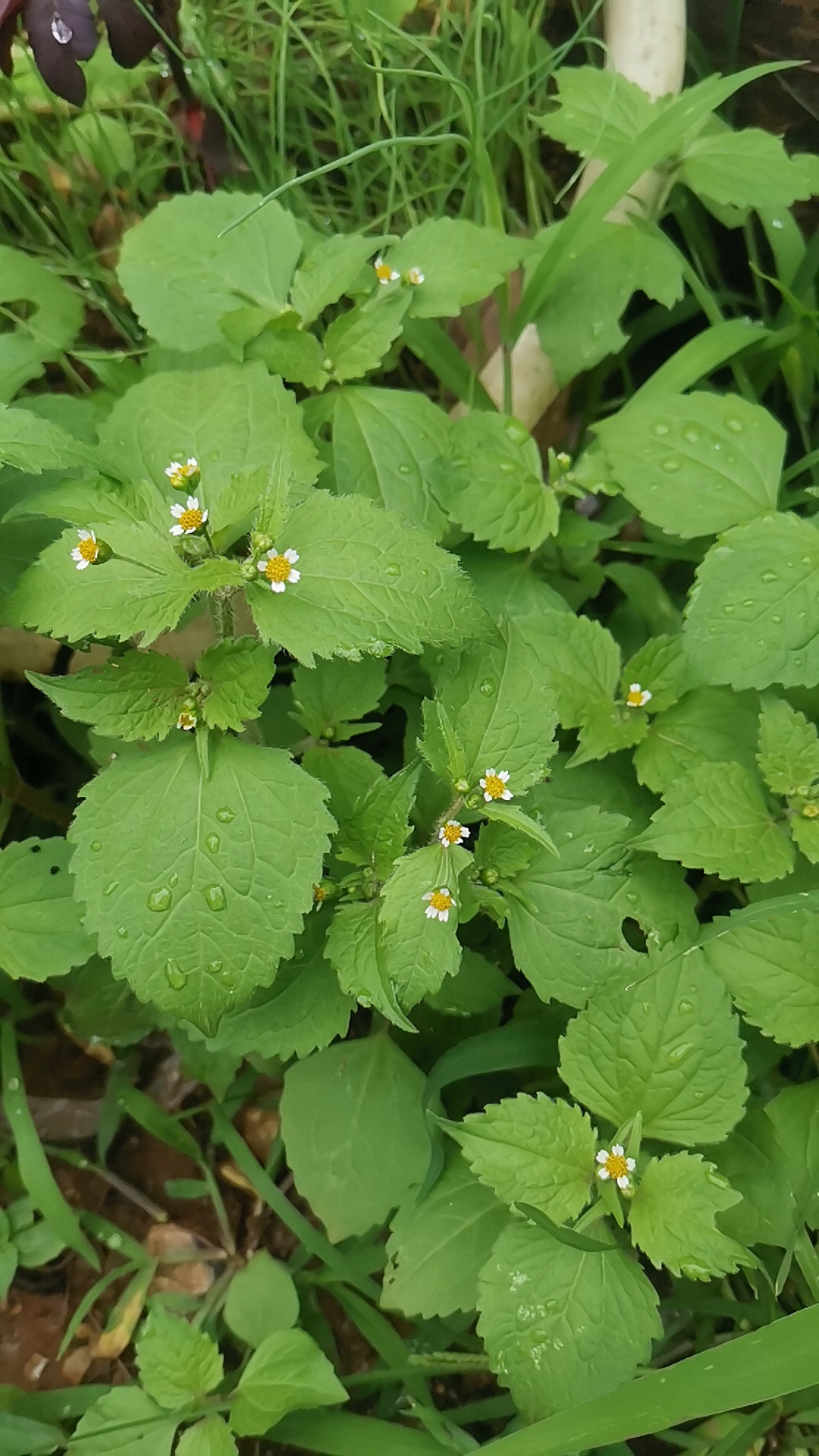 野辣子菜.