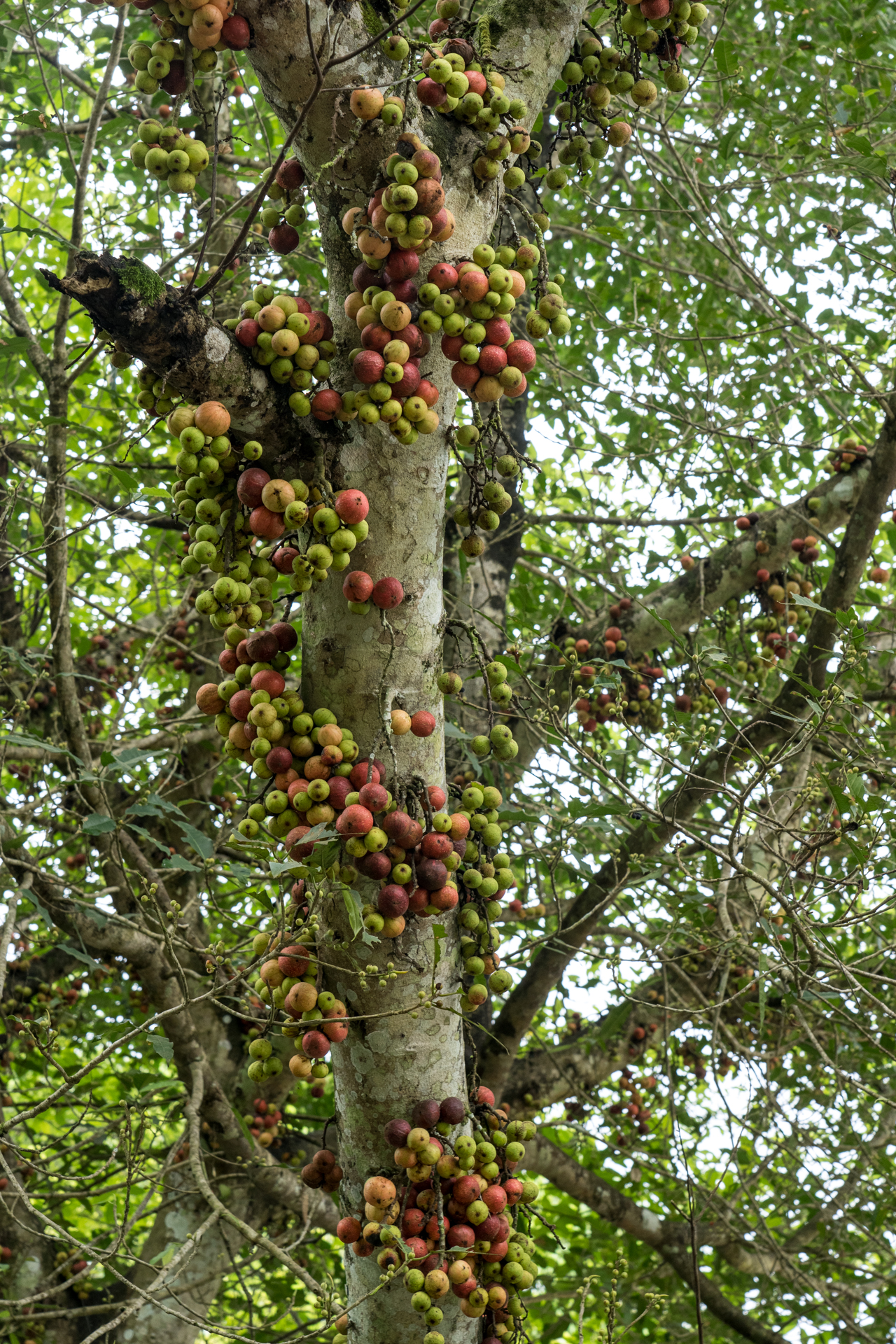 它属无花果却开花,果子像北方野山楂,游客:广西这树到底是啥?