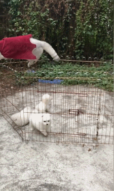 猫咪是隐藏的越狱高手,只要猫想要,铲屎官压根就关不