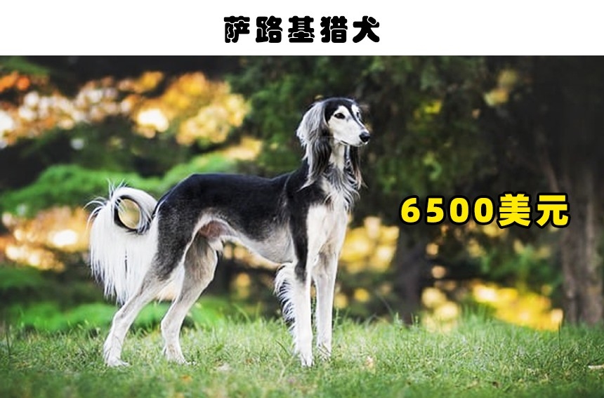 狗狗,德国牧羊犬,萨路基猎犬,藏獒,卡斯罗,马耳他,罗威纳犬,纯种犬