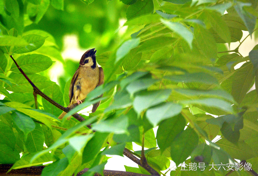 夏日鸟趣:黑脸噪鹛呆萌可爱,伯劳鸟一口吞下一只蚂蚱