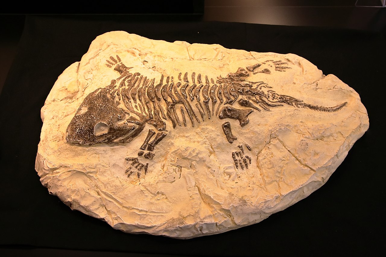 两只史前苍蝇交配时变琥珀,4100万年后还要被围观