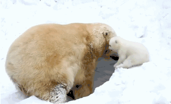 北极熊,