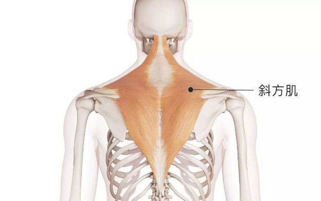 斜方肌分为上中下三束,它们共同收缩,使肩胛骨内收靠近脊柱.