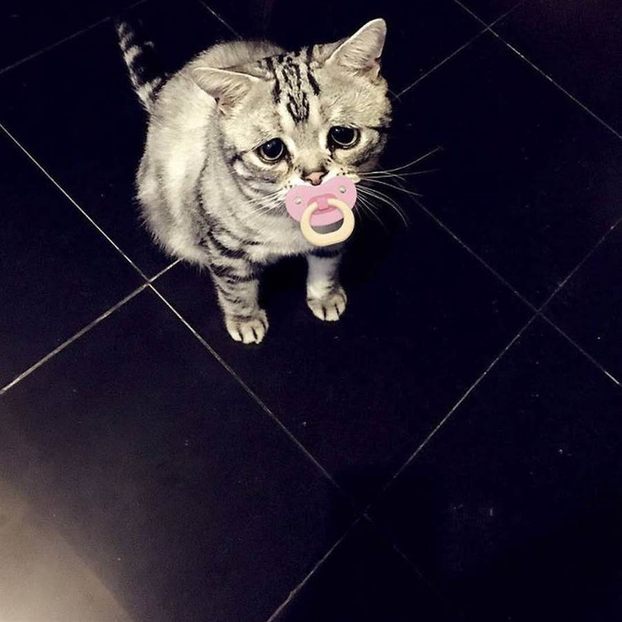 全世界最悲伤小猫一脸委屈巴巴好像全世界都欠它小鱼干萌到犯规