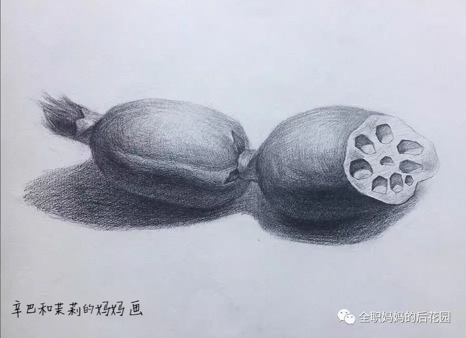 我的素描:《一段清藕》