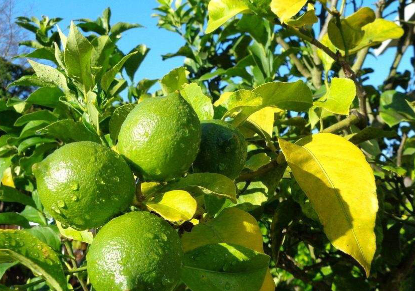 柠檬树的生长是非常快的,就需要有充足的养分加以维持柠檬的正常生长