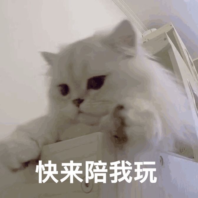 猫咪表情包:你好好看看我是谁?