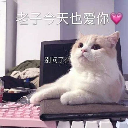 猫咪表情包:你好好看看我是谁?