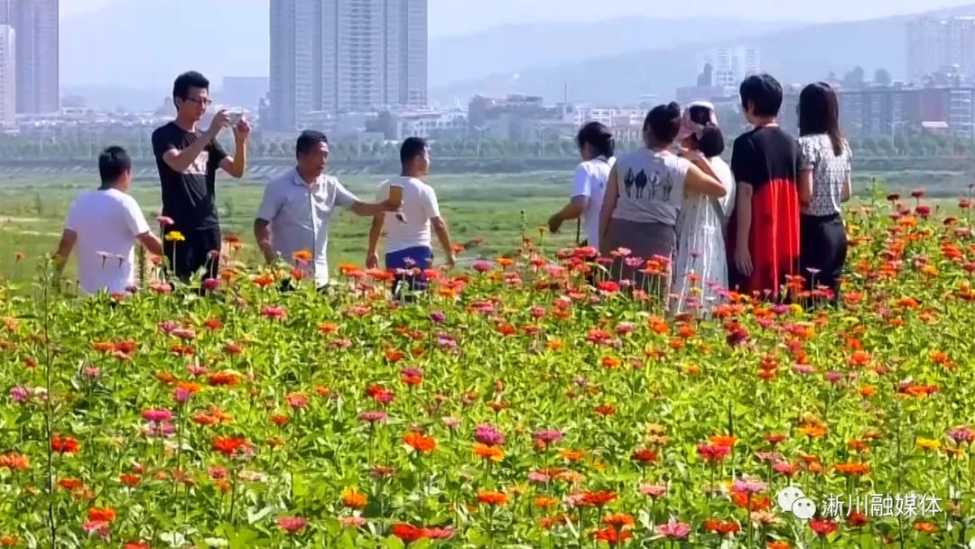 淅川网红花海,你今天来了没有?