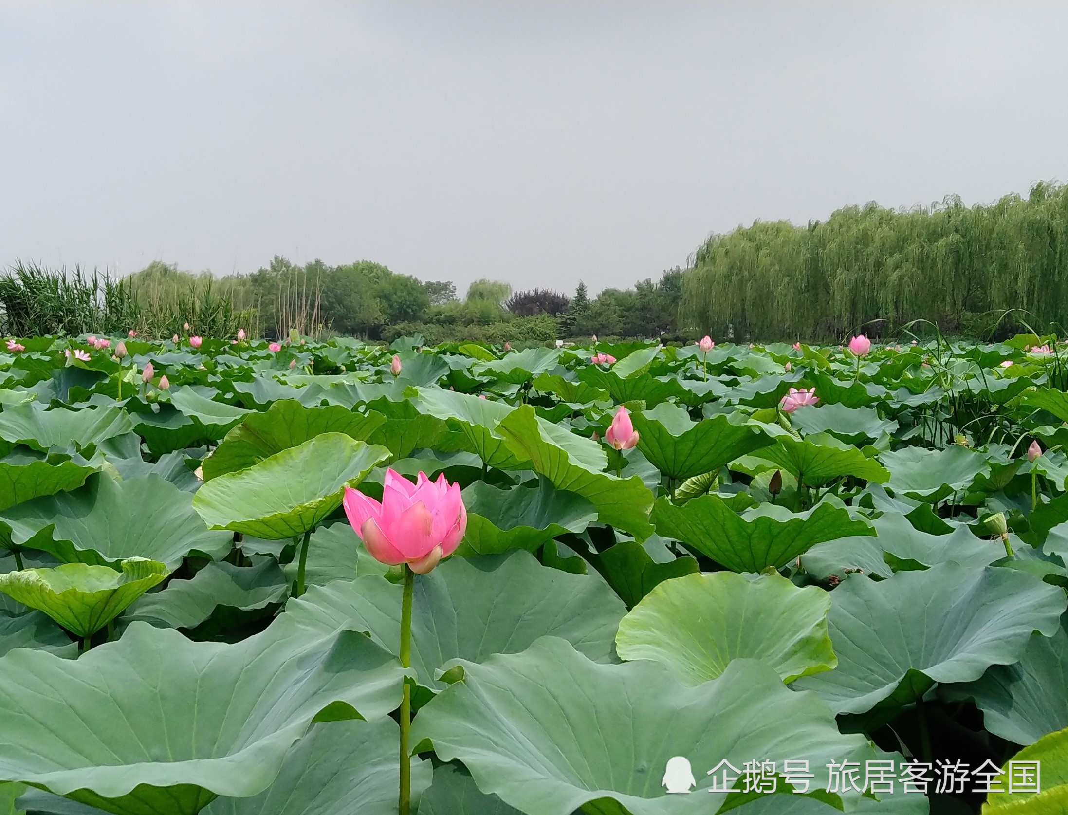 河北邯郸南湖公园游记之八,南湖公园风景组图