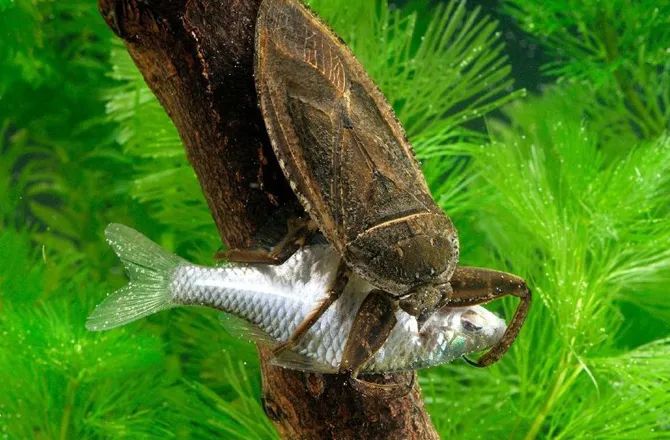 稻田,田鳖,龟鳖,昆虫,大田鳖